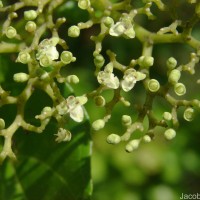Premna serratifolia L.